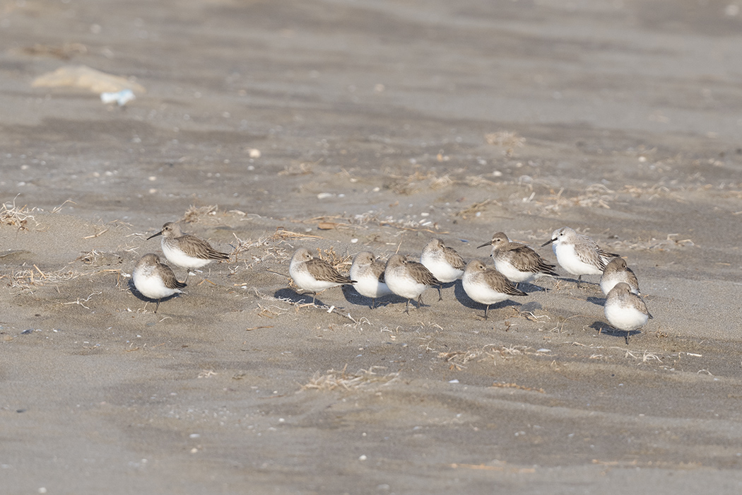 Dunlin